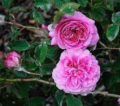 Le Rire Nias Unknown Origin Centifolia Rose Heirloom Roses Petals