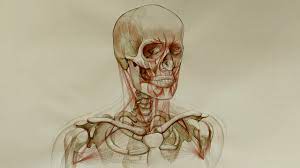 For that reason, and because of the dexterity of the shoulder joint itself, the musculature of the shoulder is complex, ranging from massive prime mover muscles to. Head Neck And Shoulders Muscles Anatomy Master Class Youtube