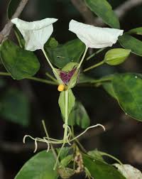 Image result for Cadaba