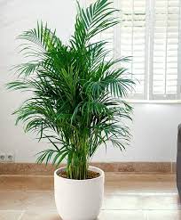 Provides a safe haven for butterflies to rest it's built to last and ideal to place plants or branches inside to give butterflies a home that feels natural. Little Hawaii Butterfly Palm Tree Indoor House Plants Office Plants