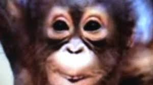 # homer simpson # marge simpson # lisa simpson # episode 13 # season 13. Monkey Singing Happy Birthday Youtube