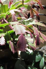When treating your cactus for any diseases/pests, make sure to disinfect the pot and the soil (fresh one) before planting your cactus. Why Is My Christmas Cactus Turning Purple Gardener S Path