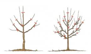 Obstbaum Schneiden Lemurien Lehrgarten Obstbaume Schneiden Baum Schneiden Obstbaumschnitt