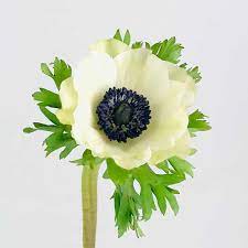 Anemones thrive in deep, rich, moist soil. White Anemone Wholesale Bulk Flowers Cascade Floral