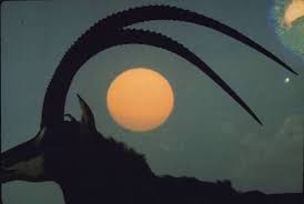 Carlo Bavagnoli Profile Silhouette Of Giant Sable Antelope With Setting Sun Framed In His Antlers Probably On Africa Sunset Fairytale Art Three Rivers Deep