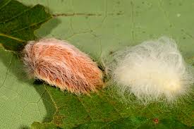 We did not find results for: Watch Out For Flannel Moth Caterpillars Kentucky Pest News