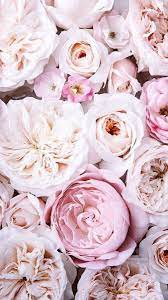 Pink Rose Flower In 2021 Pink Rose Flower Rose Flowers