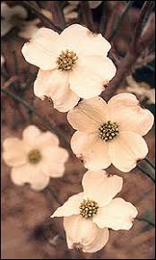 We did not find results for: Selecting Landscape Plants Flowering Trees Mu Extension