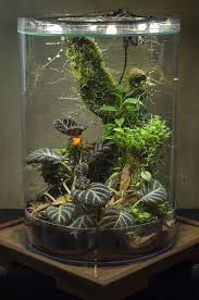 Dendroboard Garden Terrarium Terrarium Vivarium