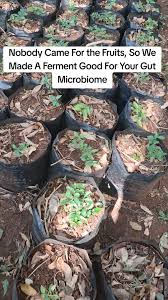 Image result for Dovyalis macrocalyx