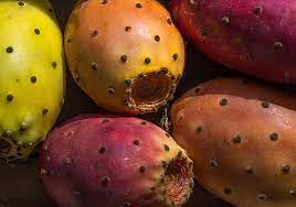 Determination of antioxidant constituents in cactus pear. Prickly Pear Fruit Prickly Healthy Sweet Nutrition Pikist
