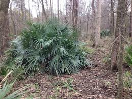 Image result for Triplophyllum heudelotii