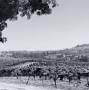Profile Picture of Meet the Amador Vintners Board of Directors (@amadorwine.com) on Google