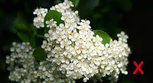 The umbrellas of dense, tiny white flowers send out an alluring sweet smell that can be captured in drinks such as cordial and champagne. How To Identify Elderflower Stay Roam