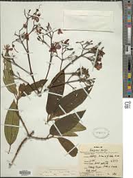 Image result for Dichaetanthera corymbosa