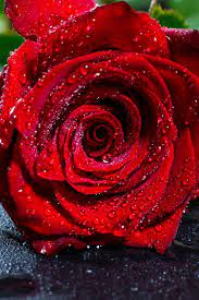 Choose from hundreds of free android wallpapers. Wallpaper Rose Bud Drops Red Flower Wet Red Rose Wallpaper Hd 3840x5760 Wallpaper Teahub Io