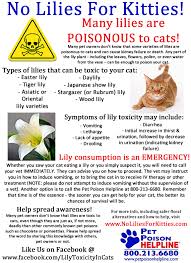 Nonetheless, you might find yourself asking, are easter lily plants poisonous to cats?. Lilies Toxic To Cats