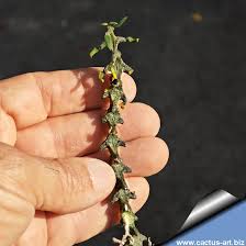 Image result for Ceropegia albipilosa