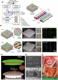 Idaresindeki 07 flt 35 plakalı otomobil, sürücüsünün direksiyon hakimiyetini kaybetmesi sonucu karşı şeride geçerek konya istikametine seyreden musa a. Recent Advances In 3d Bioprinting Of Musculoskeletal Tissues Iopscience