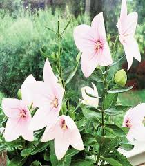 Shop the latest balloon flower deals on aliexpress. Balloon Flowers Can Take The Heat Columbia Star