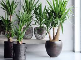 Quelle Plante Verte Pour Quelle Piece De Votre Interieur Plante Verte Yucca Plante