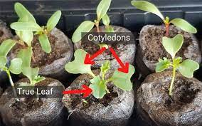 Review seedling needs in starting tomatoes from seed and adjust growing conditions as needed. Seedling Fertilizers When How 3 Best Fertilizers