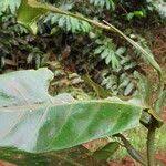 Image result for Tabernaemontana brachyantha