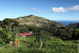 Bubba is trained to detect various narcotics and explosives. St Helena Kaffee Green Tipped Bourbon Arabica
