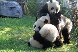 The canadian zoo releases a compilation video of their giant panda cubs falling and tumbling. Toronto Zoo
