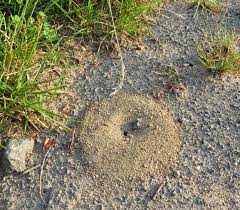 How do you kill ant hills? Don T Make A Mountain Out Of An Ant Hill Why Ants In Your Lawn May Not Be A Problem Biocontrol Bytes