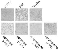 Image result for Silver Grey 1996 AAV