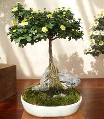 In the three pics that show the initial topping, the plant has around 9 shoots, and looks to be in a 4 pot. Longwood Gardens Mum S The Word