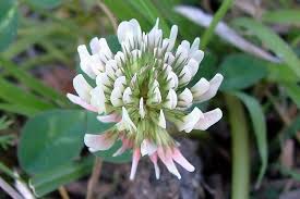 Image result for Trifolium repens