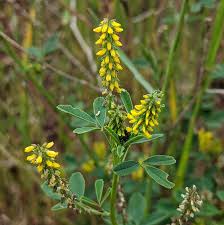 Image result for Melilotus indicus