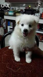 Could you tell me what attracted you to the breed? White Pomeranian Puppies Price In India Cuteanimals
