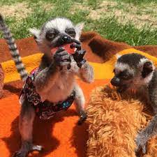 We are located in the central texas area and specialize in the live capture and transport of almost all exotic big game species as well as the sale and trade of exotic game to hunting ranches and game preserves all around texas and beyond. We Have Lemurs For Sale In Texas Baby Lemur Pet Lemur Baby Lemur For Sale Pet Monkey Baby Lemur Animal Pictures