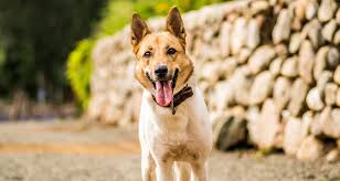 46% of primary pulmonary carcinomas are grade i, 43% grade ii, and 10% of carcinomas are grade iii. Respiratory Problems In Dogs Trudell Animal Health