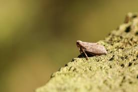 Better make up your mind what do you mean? 7 Flower Garden Pests You Shouldn T Ignore