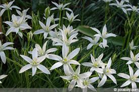Sammlung von jasmin angermüller • zuletzt aktualisiert: Pflege Des Milchstern Ornithogalum Dubium Gartendialog De