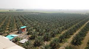 Hal tersebut tidak dapat dipungkiri sebab permintaan pasar semakin tinggi dalam memenuhi kebutuhan pangan. Fig Farm Tanaman Pokok Kurma Di Malaysia Maklumat Ini Facebook