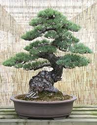 Bonsai Trees Bing Images The Best Home Gardening Guide Is Waiting For You Bonsai Homegardening Bonsai Bonsai Baum Gartenskulptur
