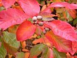 Image result for Nyssa sylvatica