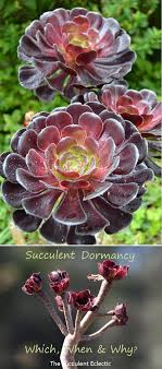 Check spelling or type a new query. Succulent Dormancy Which Succulents Sleep When Why The Succulent Eclectic Succulents Succulent Care Plants