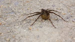 So, how many eggs do spiders lay? Wild File Meet The Grass Spider