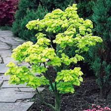 In fall, its leaves turn orange and red, just like those of a sugar maple. Acer Shirasawanum Aureum Golden Leaf Full Moon Japanese Maple Garden Plants