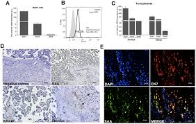 Serum Amyloid A in the Placenta and Its Role in Trophoblast Invasion