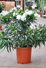Oleander weiß bei hellweg kaufen ✓ top produkte ✓ testsieger service. Oleander Weiss Gunstig Online Kaufen Mein Schoner Garten Shop