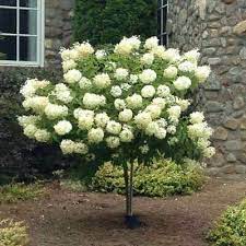 Zone 7 evergreen trees span a wide range of sizes, colors and leaf types to enhance the garden. 42 Small Zone 7 Trees Ideas Plants Spring Plants Zone 7