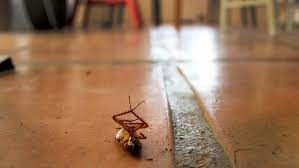 Finding a pest controller to get rid of cockroaches. How Much Does Cockroach Extermination Cost Angi