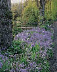 Lavender Lavender Garden Spanish Bluebells Woodland Garden
